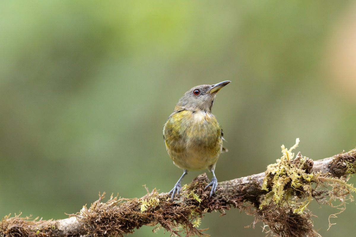 Golden-collared Honeycreeper - ML643759141