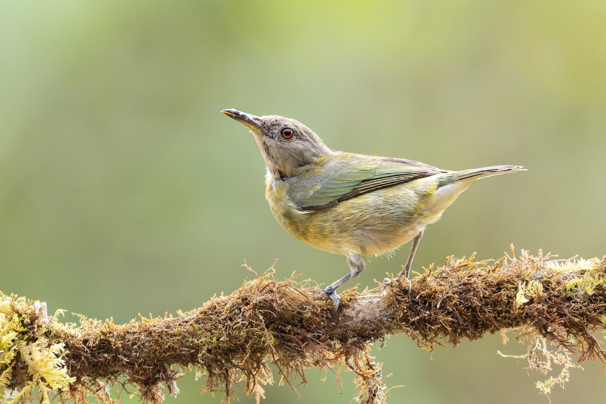 Golden-collared Honeycreeper - ML643759185