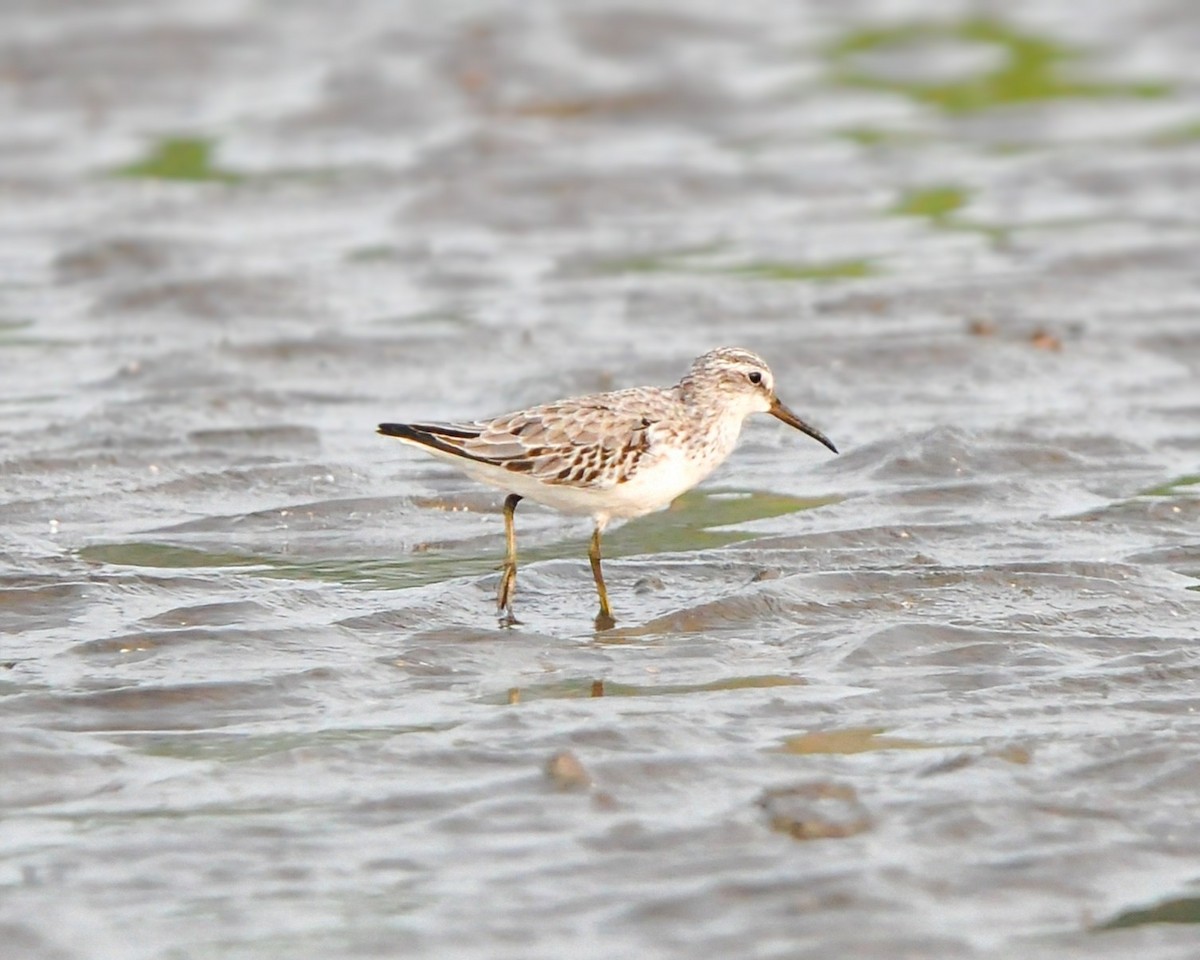Broad-billed Sandpiper - ML643759196