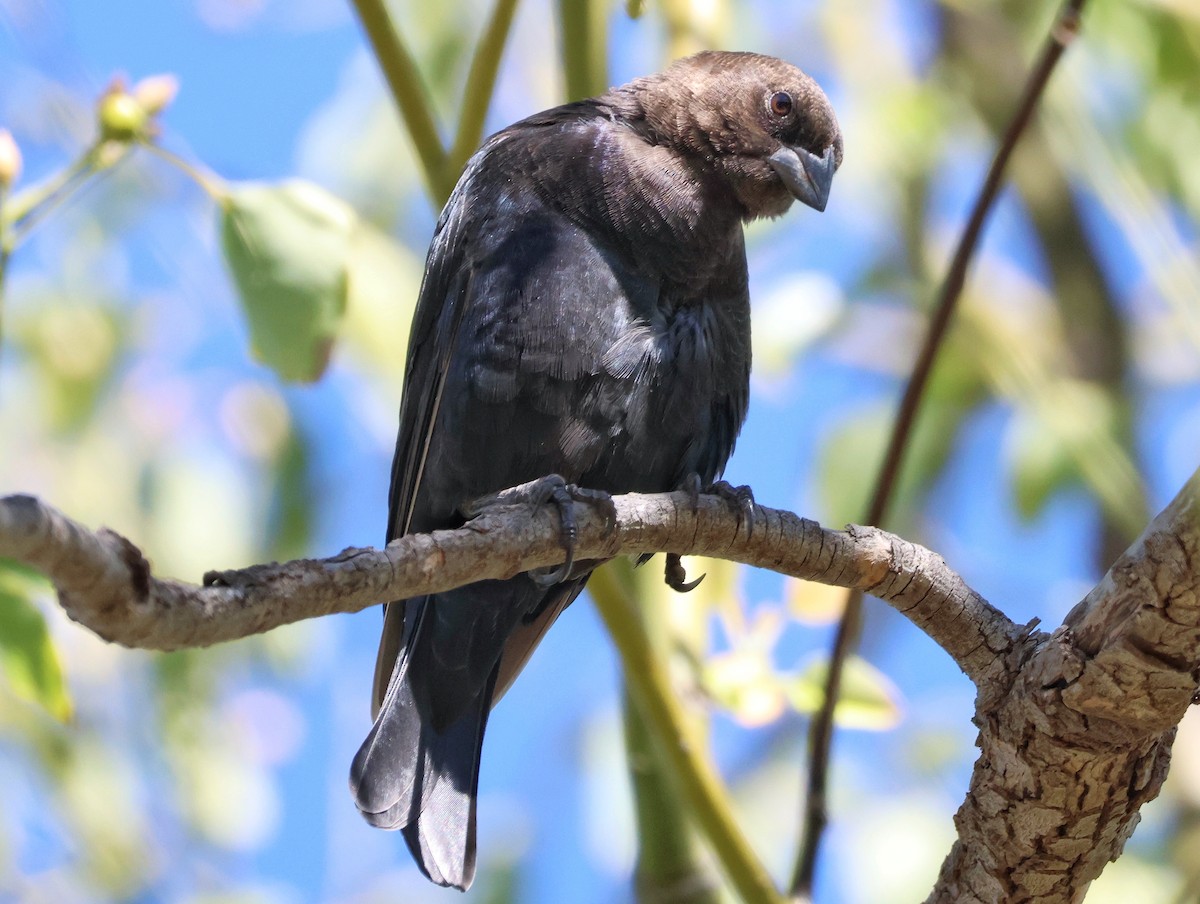 Brown-headed Cowbird - ML643759252