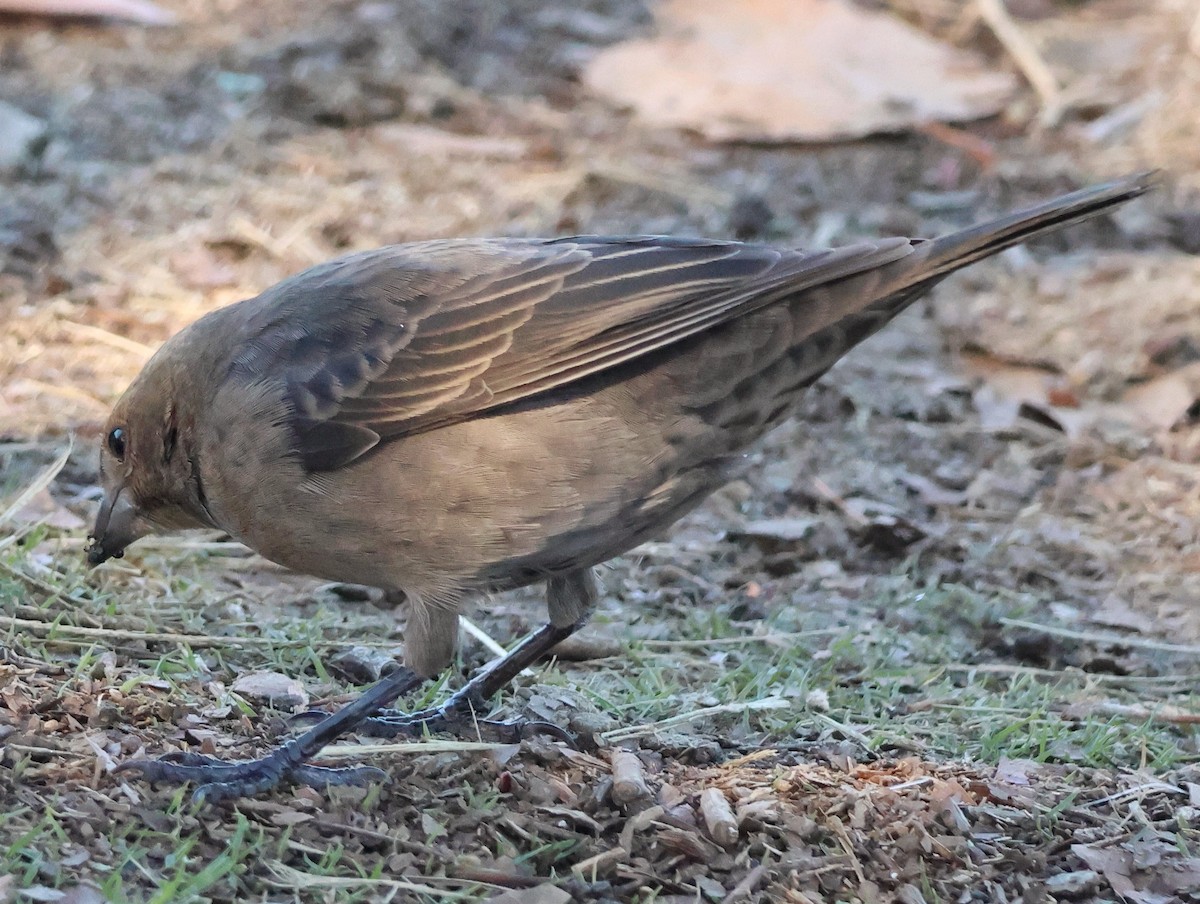 Brown-headed Cowbird - ML643759271