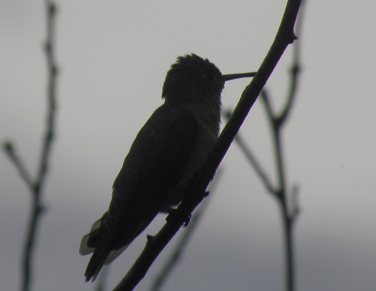 ferskenkolibri - ML643759273