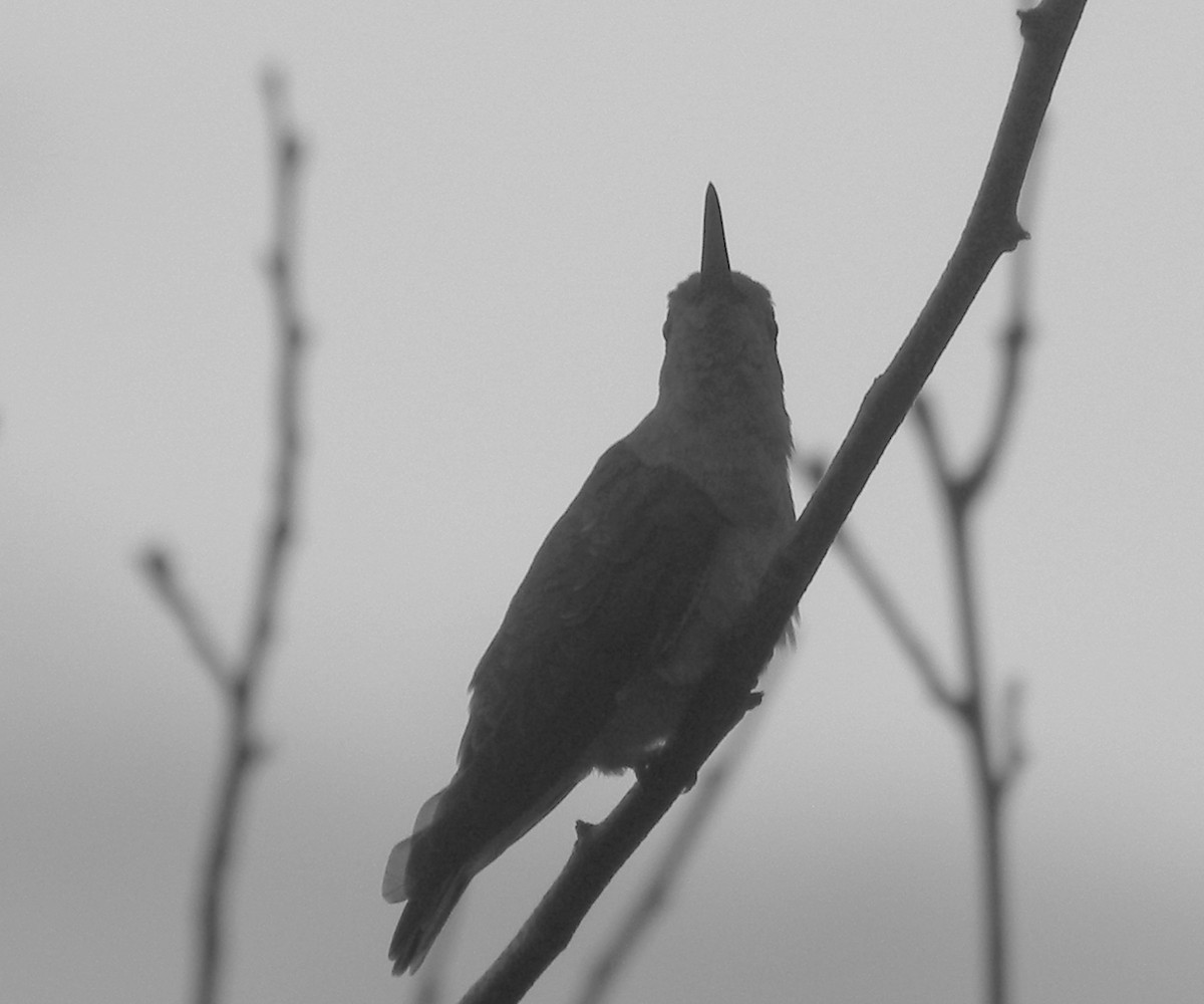 ferskenkolibri - ML643759277