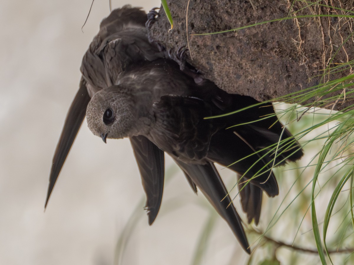 Great Dusky Swift - ML643759285