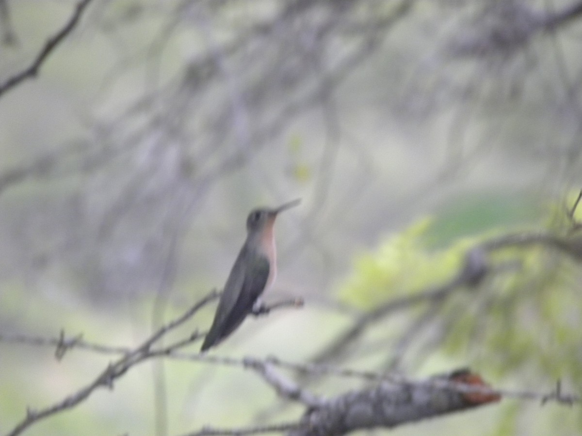 ferskenkolibri - ML643759290