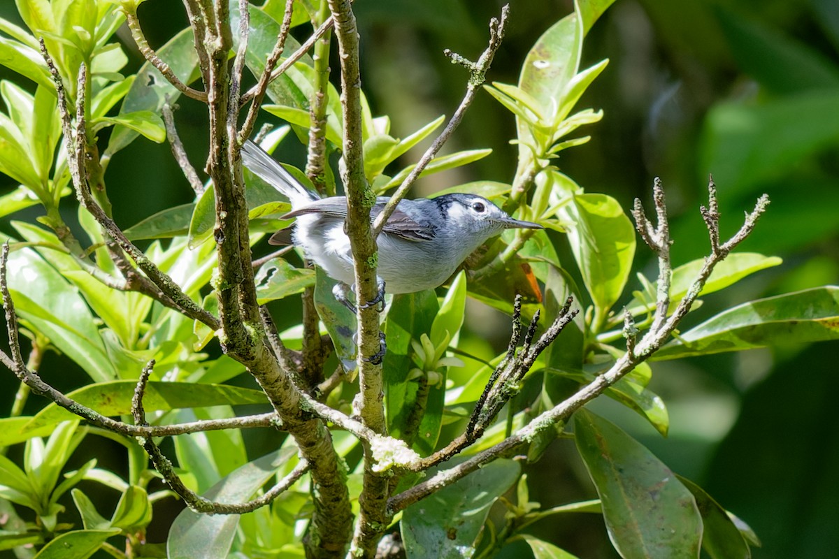 White-browed Gnatcatcher - ML643759293
