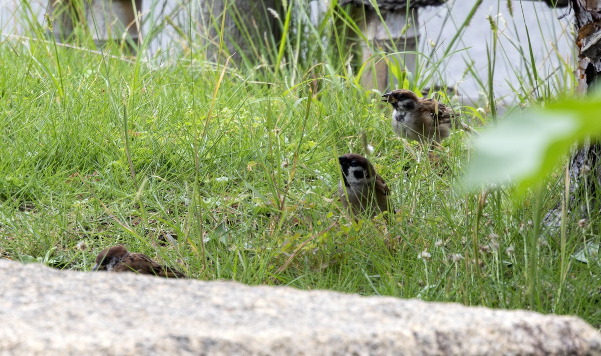 vrabec polní - ML643759299