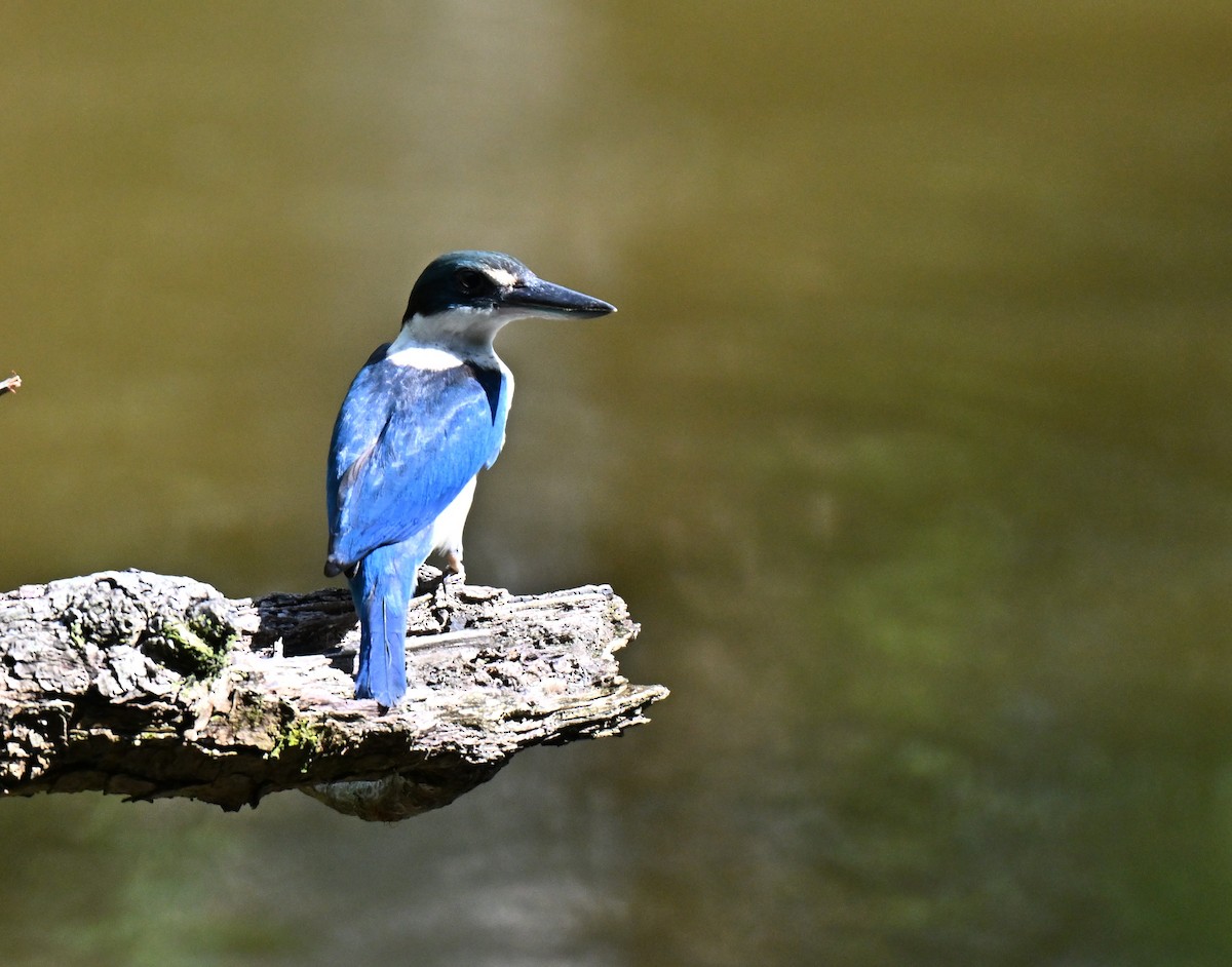 Collared Kingfisher - ML643759305