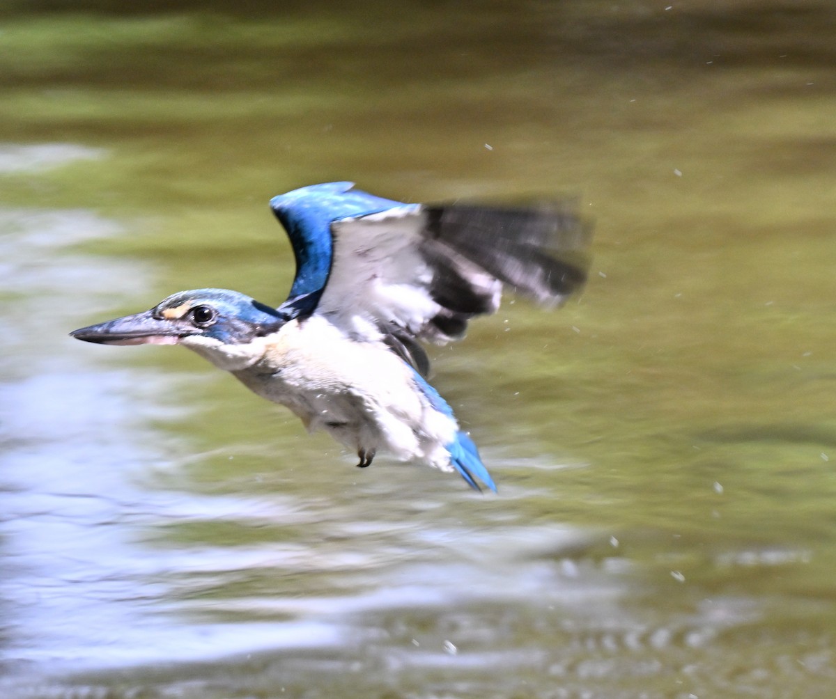 Collared Kingfisher - ML643759306
