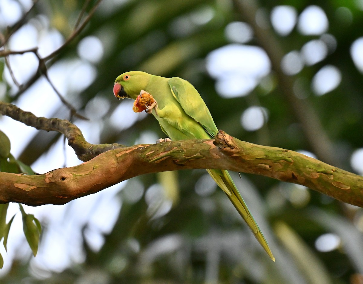 Rose-ringed Parakeet - ML643759309