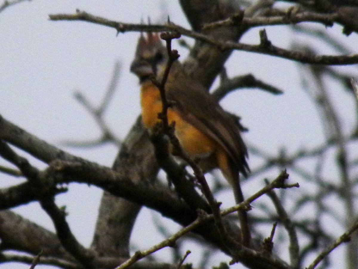 Vermilion Cardinal - ML643759315