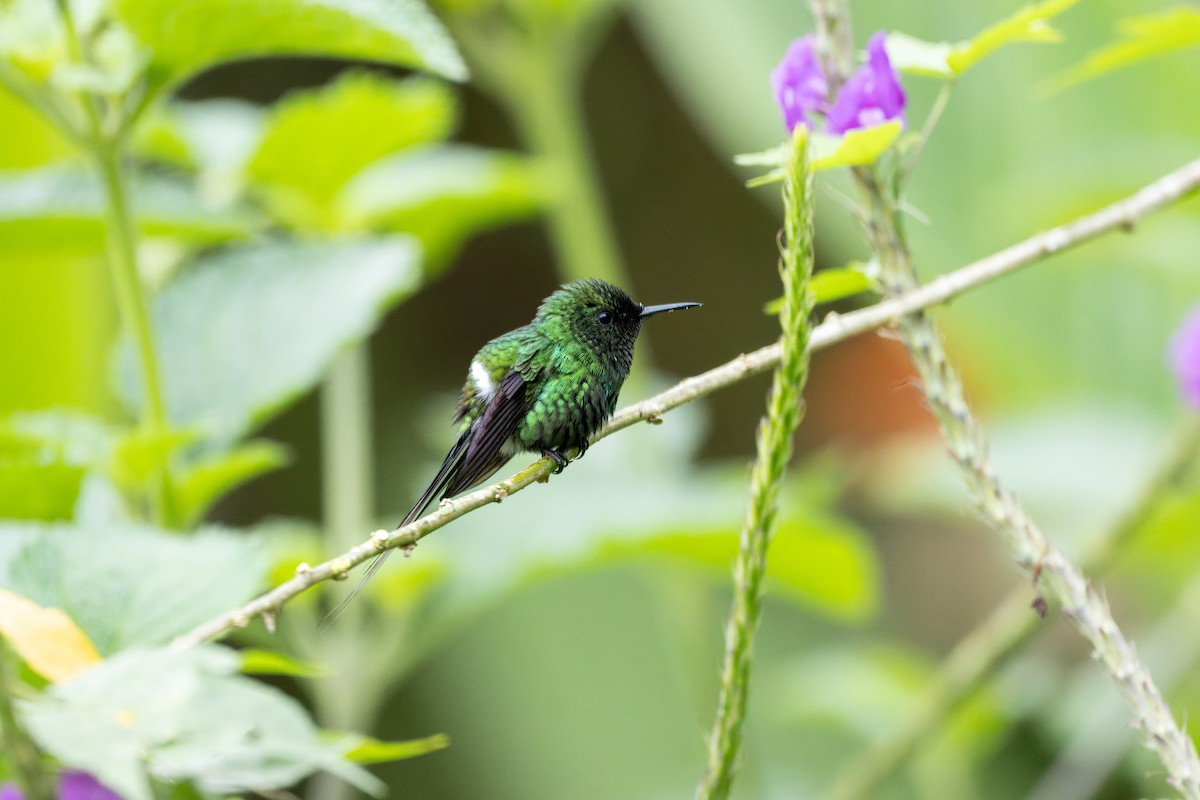 Green Thorntail - ML643759317