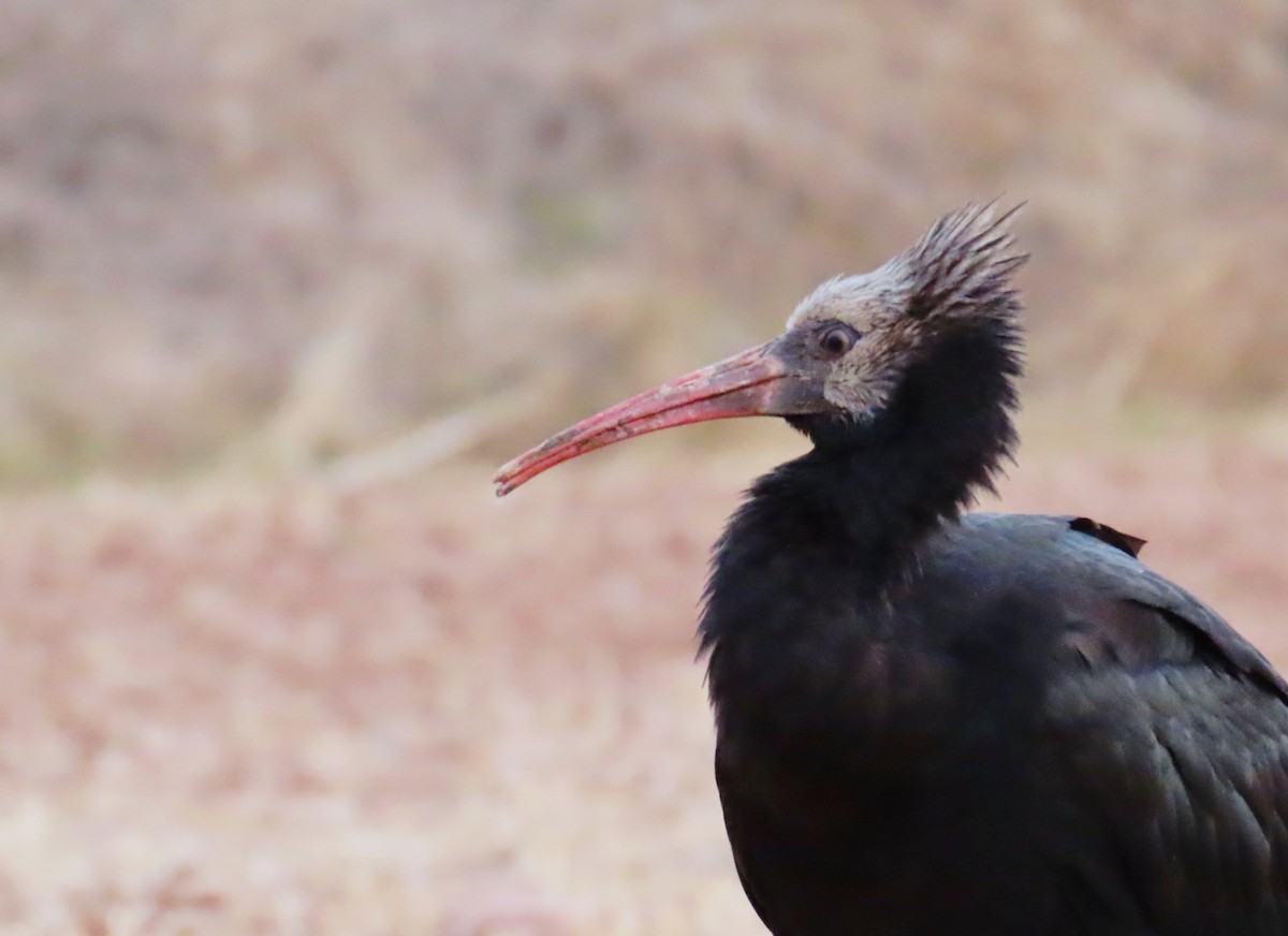 Ibis chauve - ML643759334