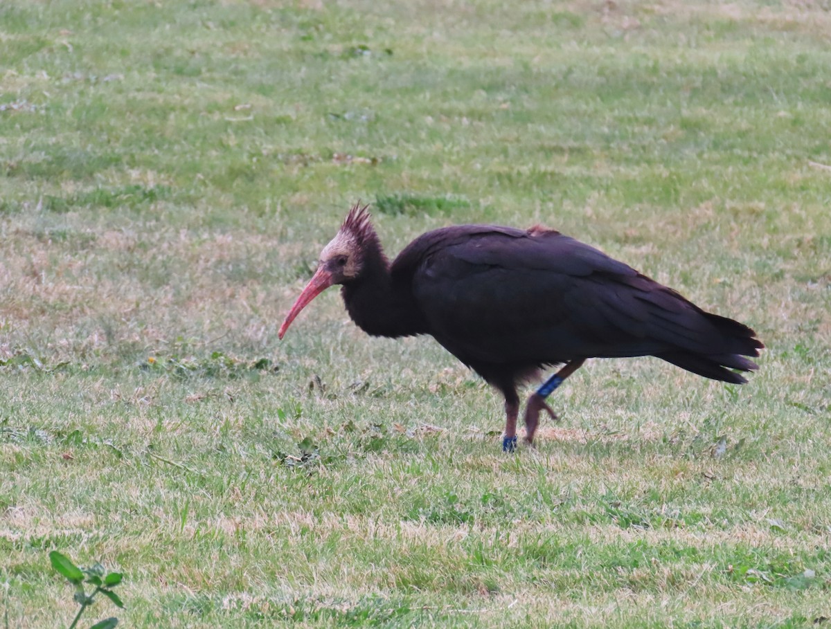 Ibis chauve - ML643759335