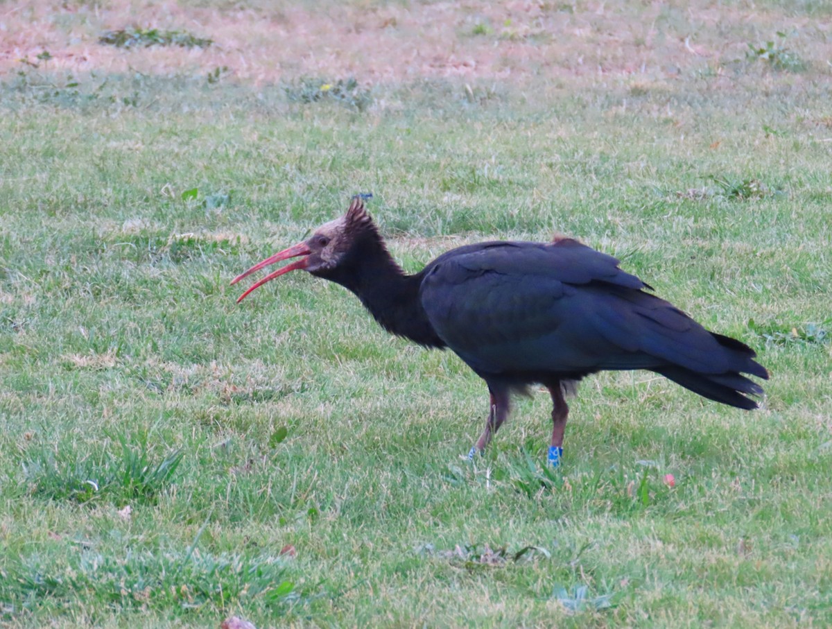 Ibis chauve - ML643759336