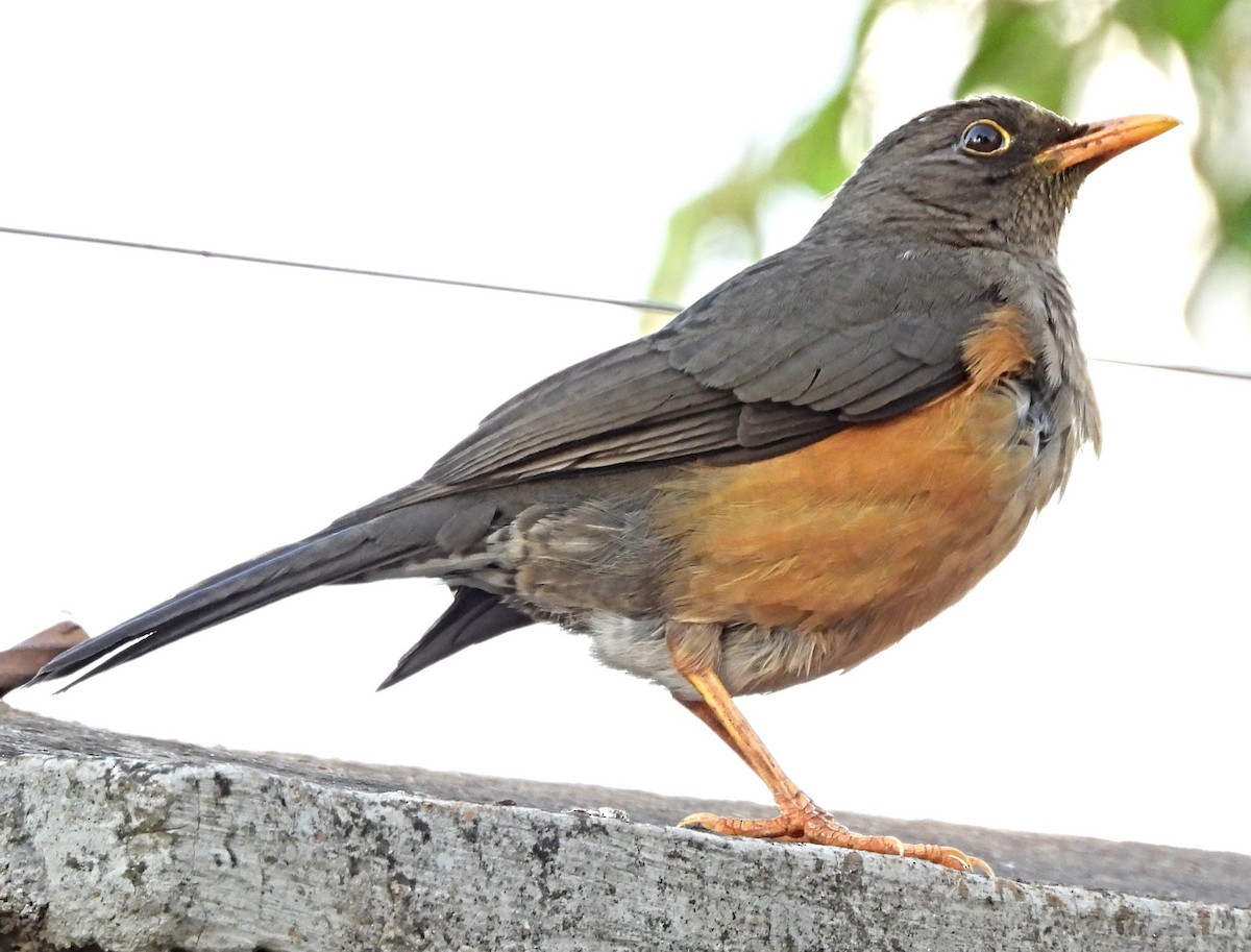 Abyssinian Thrush - ML643759342