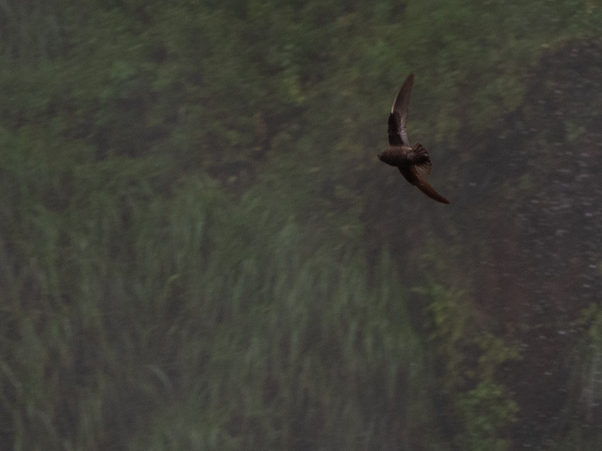 Great Dusky Swift - ML643759352