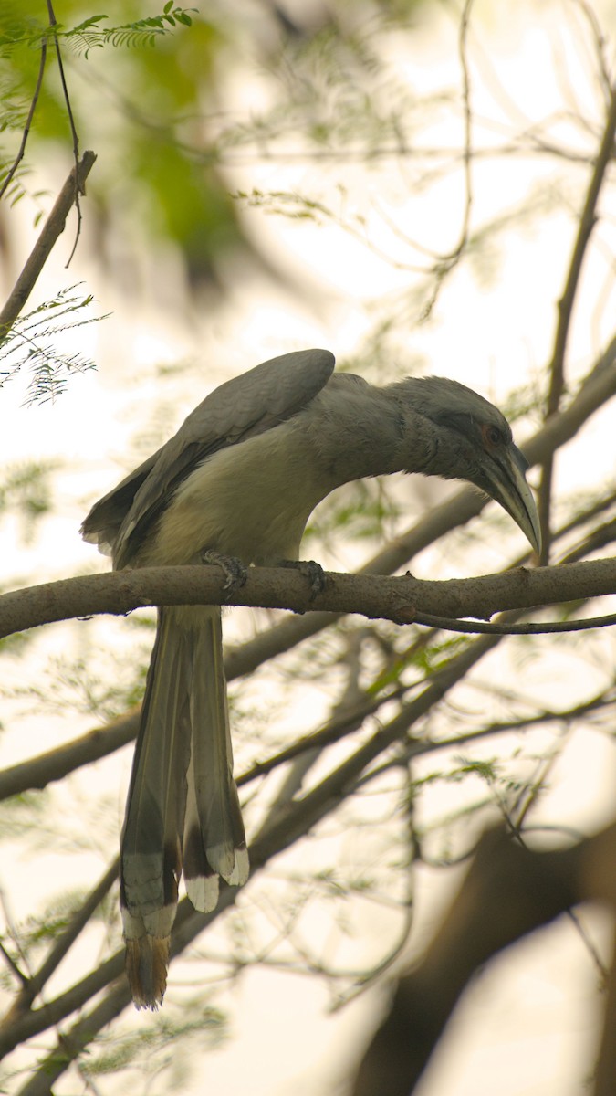 Indian Gray Hornbill - ML643759356