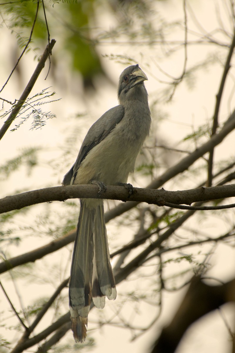 Indian Gray Hornbill - ML643759357
