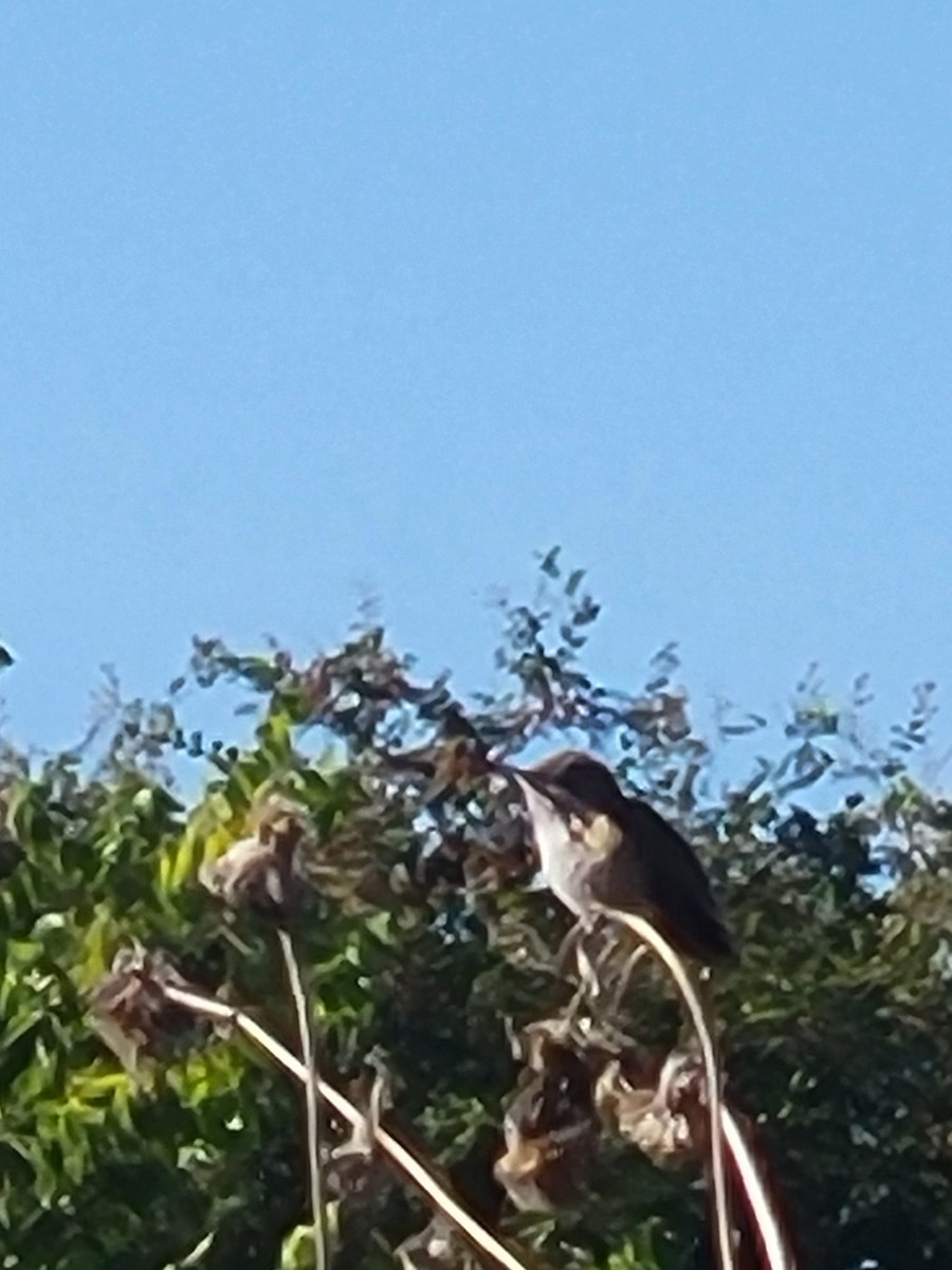 Calliope Hummingbird - ML643759359