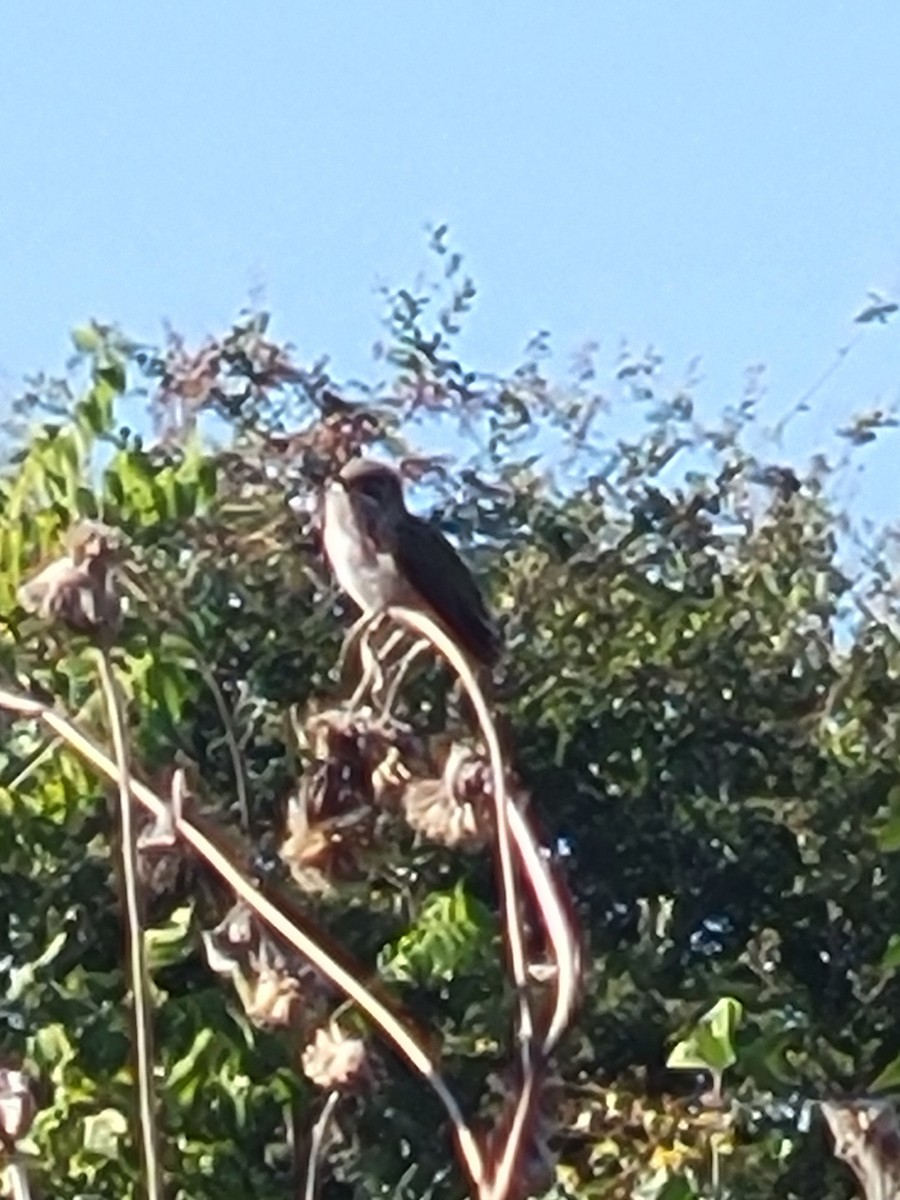 Calliope Hummingbird - ML643759361