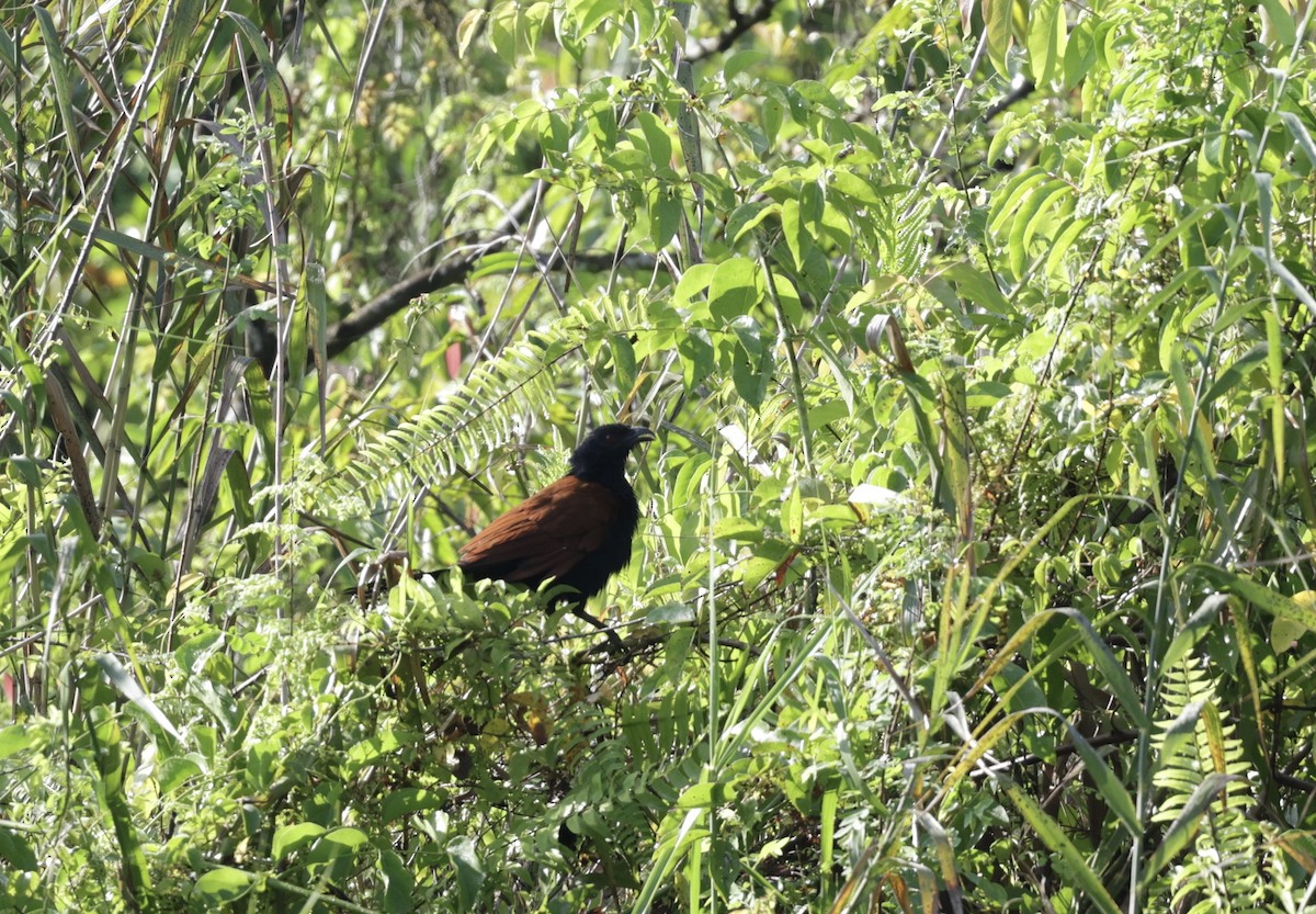Greater Coucal - ML643759362