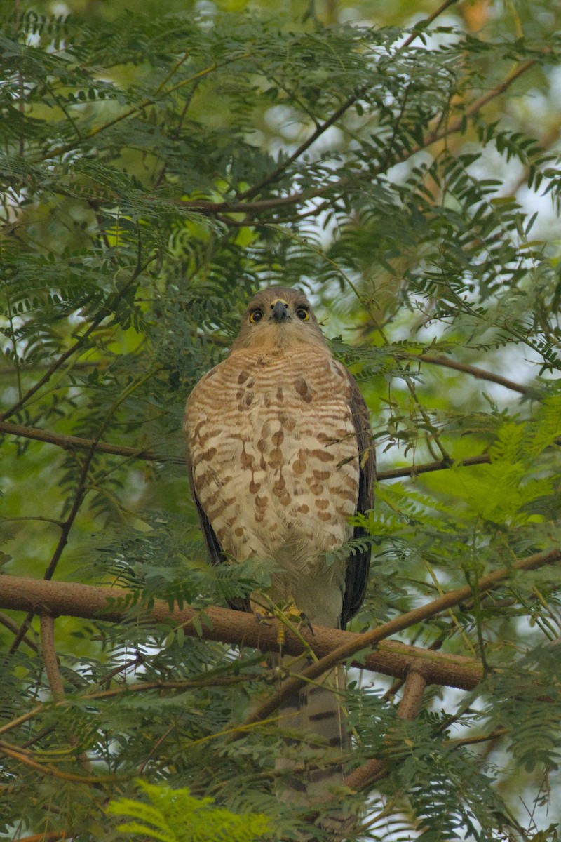 Shikra - ML643759364