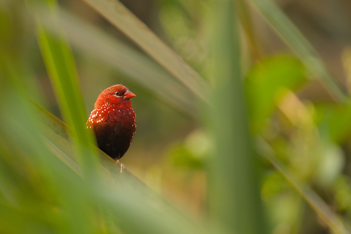 Red Avadavat - ML643759366