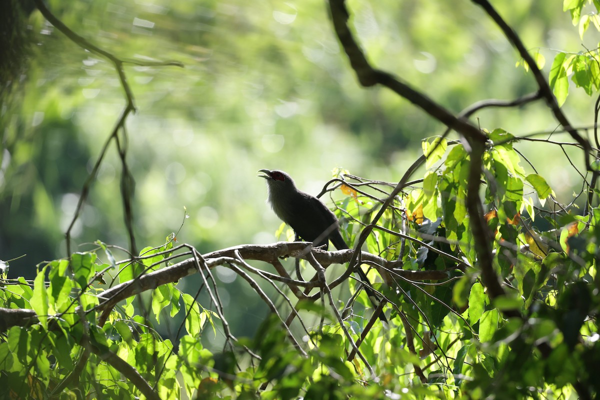 Green-billed Malkoha - ML643759367
