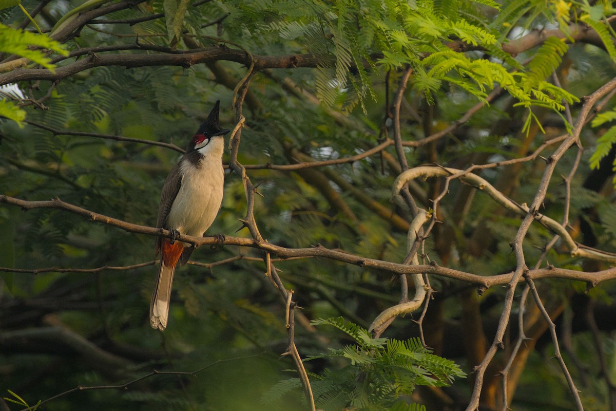 Red-whiskered Bulbul - ML643759384