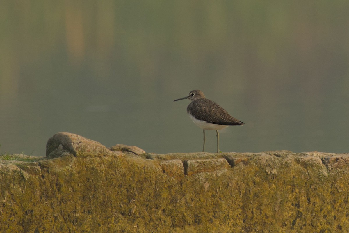 Green Sandpiper - ML643759388