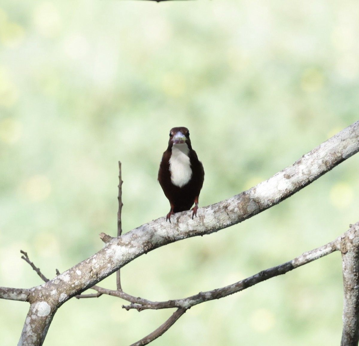 White-throated Kingfisher - ML643759400