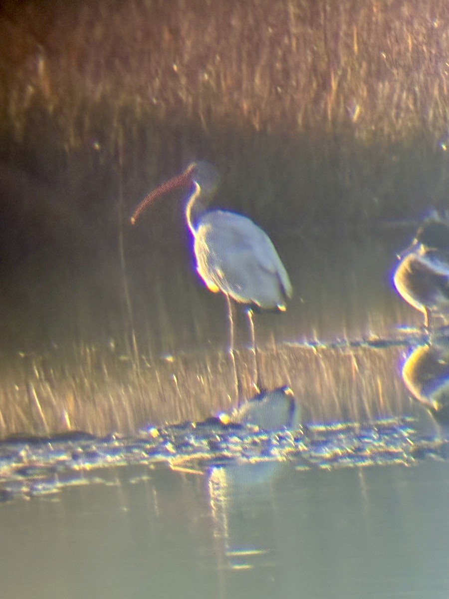 White Ibis - ML643759409