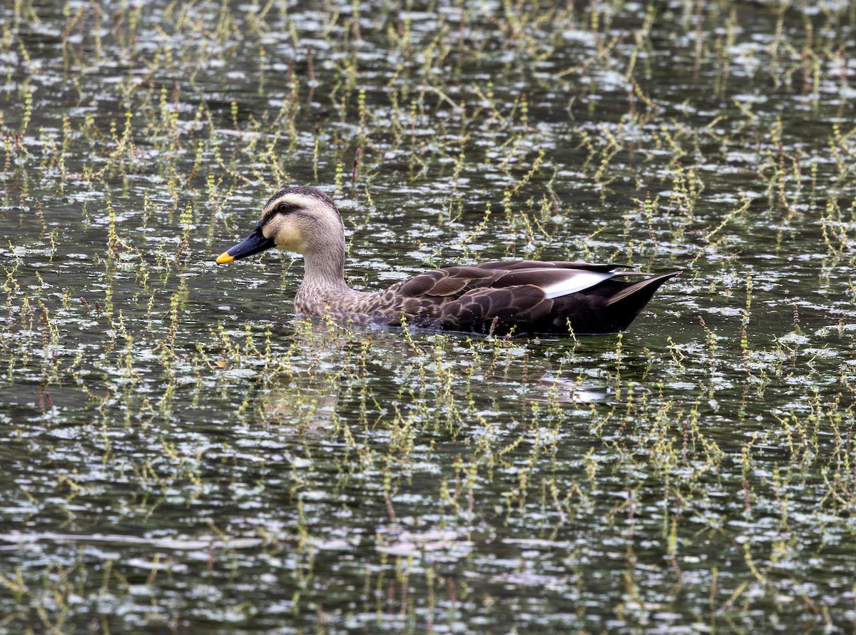 kachna čínská - ML643759414