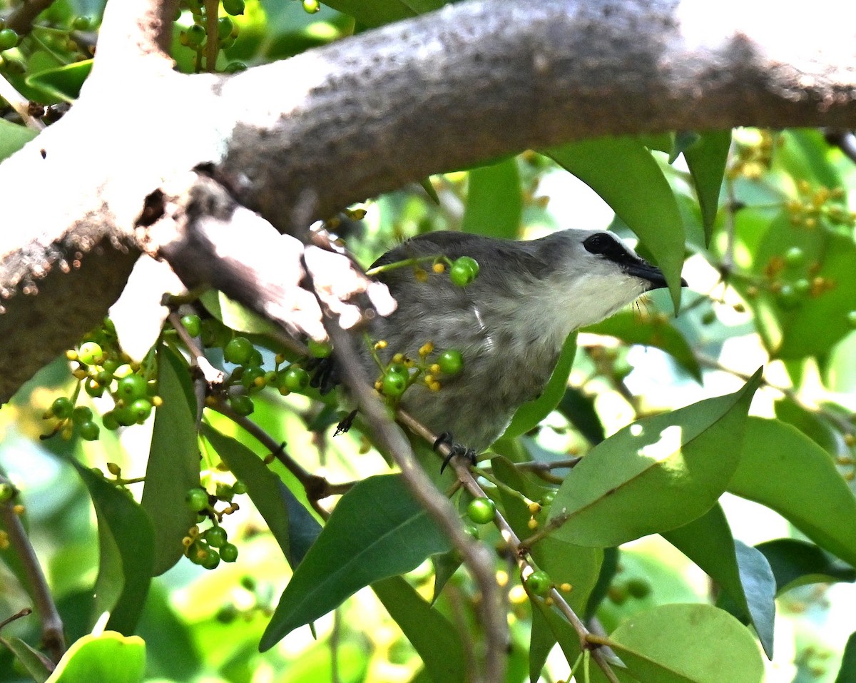 Yellow-vented Bulbul - ML643759415