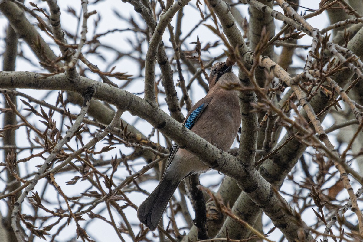 Eurasian Jay - ML643759433