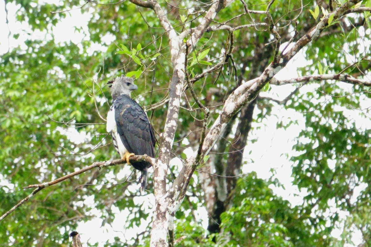 Harpie féroce - ML643759443