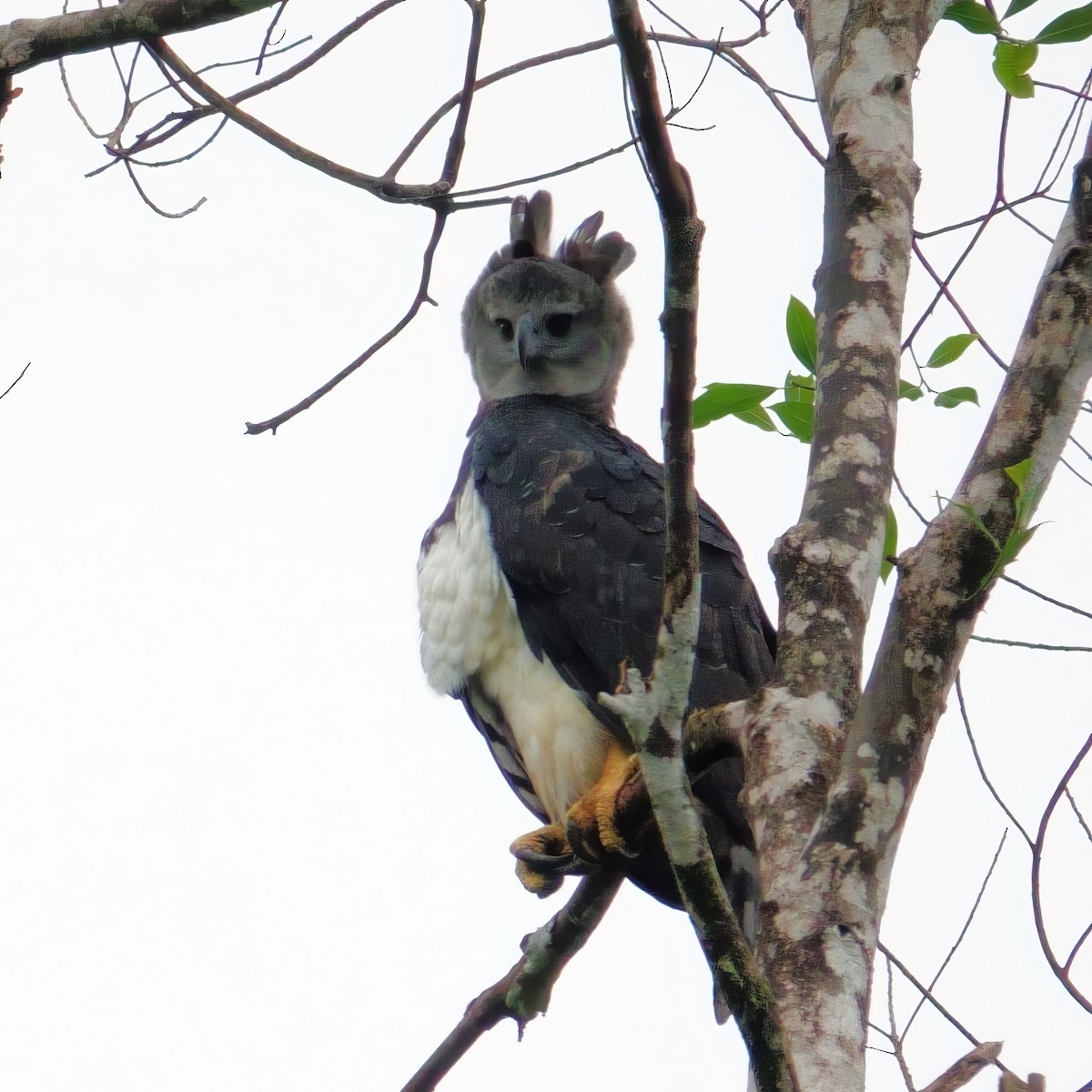 Harpie féroce - ML643759444