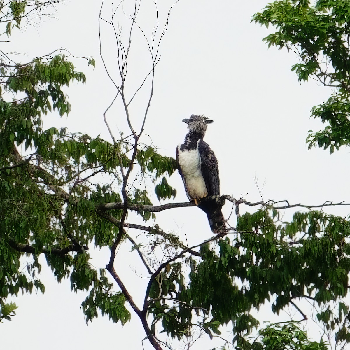 Harpie féroce - ML643759445