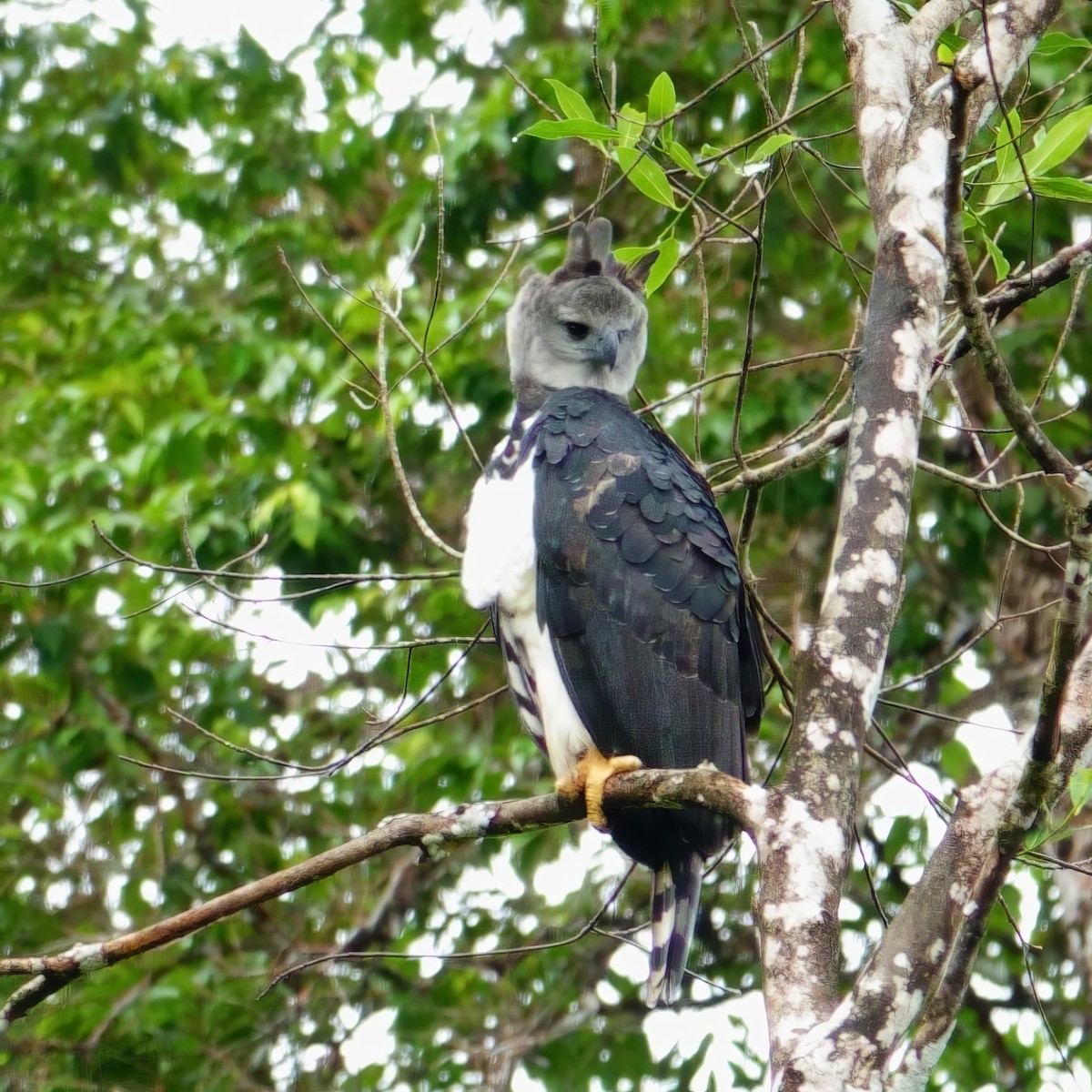 Harpie féroce - ML643759446