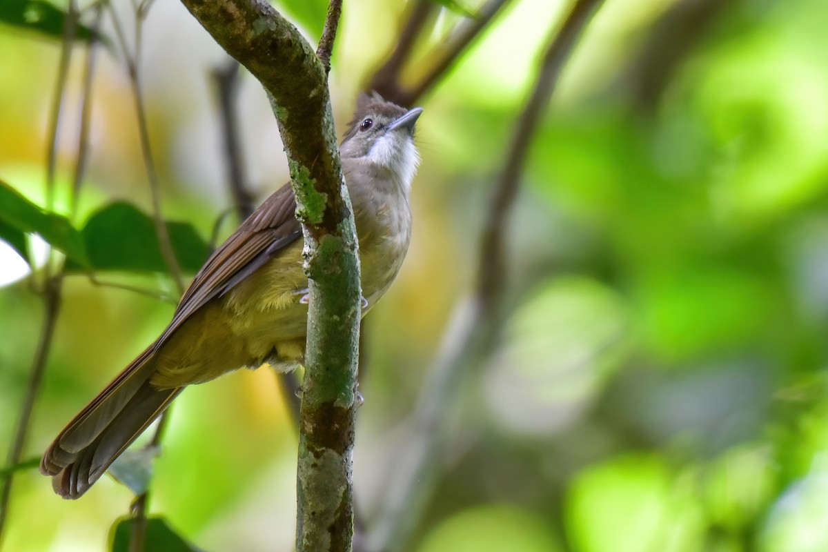 Bulbul ocré - ML643759450