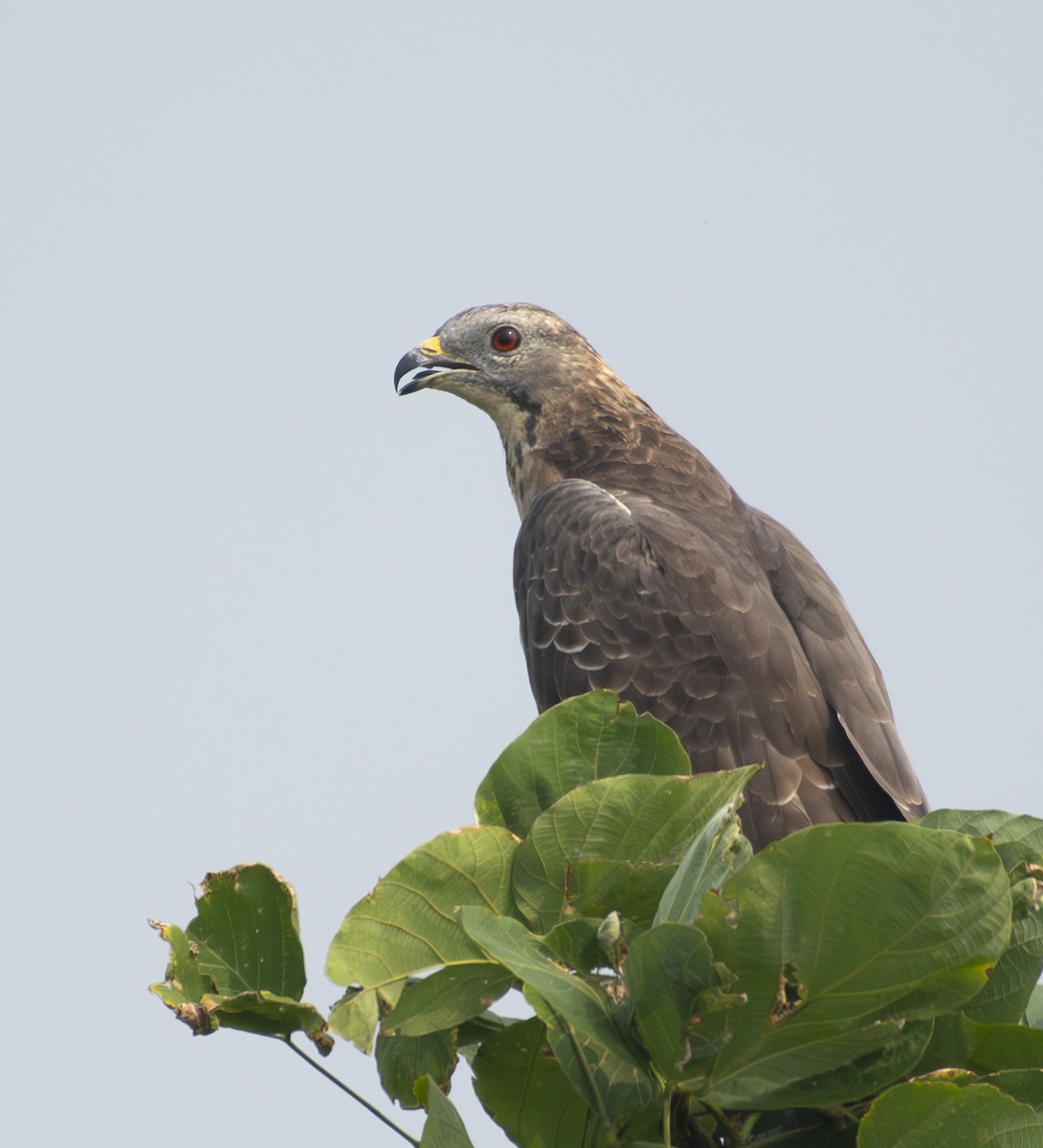 Oriental Honey-buzzard - ML643759455