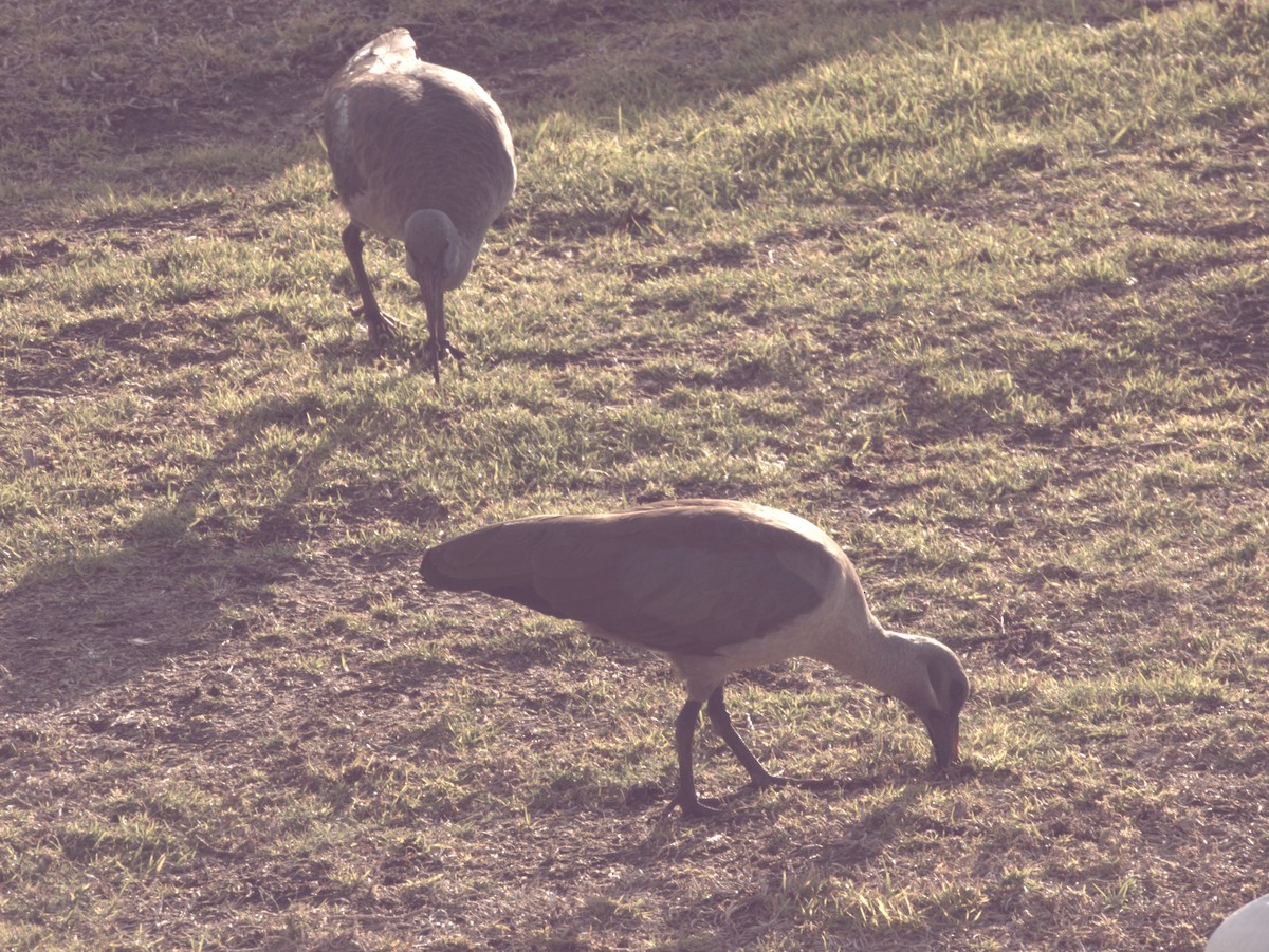 Hadada Ibis - ML643759464