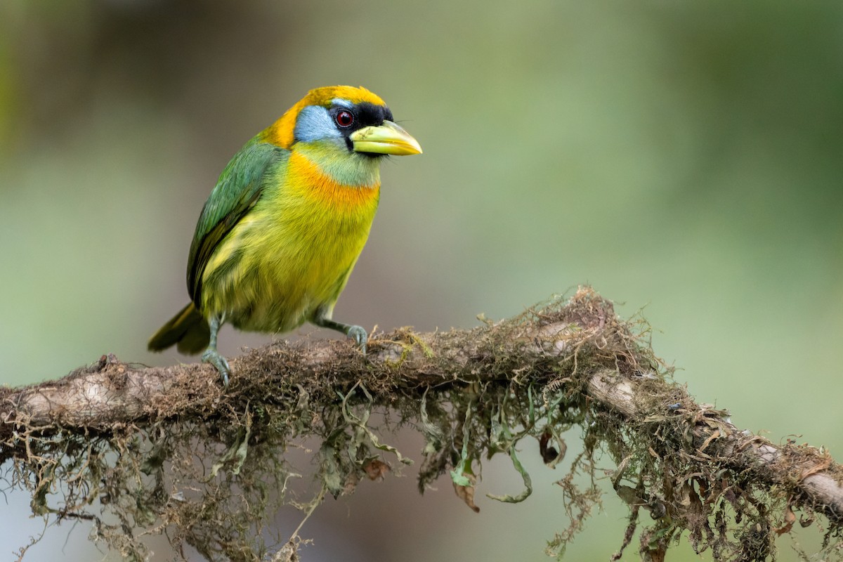 Red-headed Barbet - ML643759488