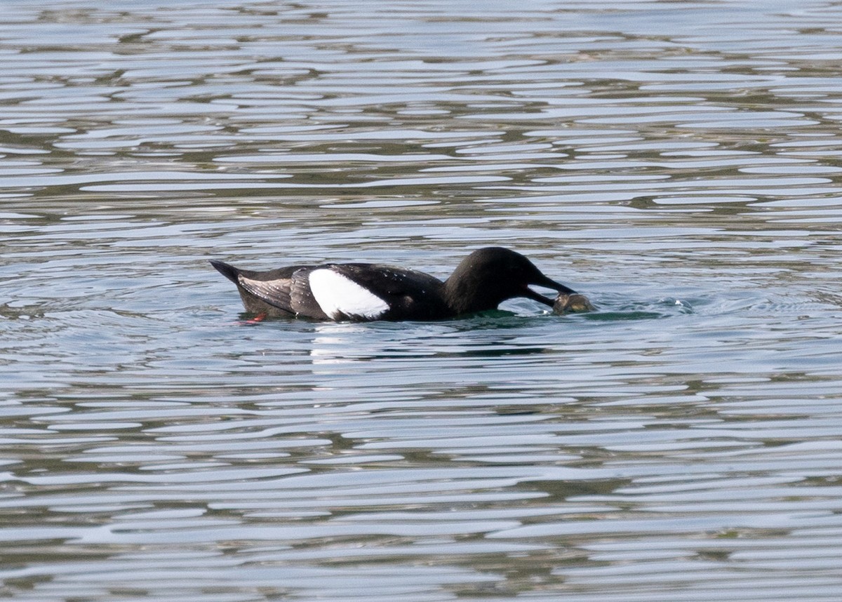 Black Guillemot - ML643759491