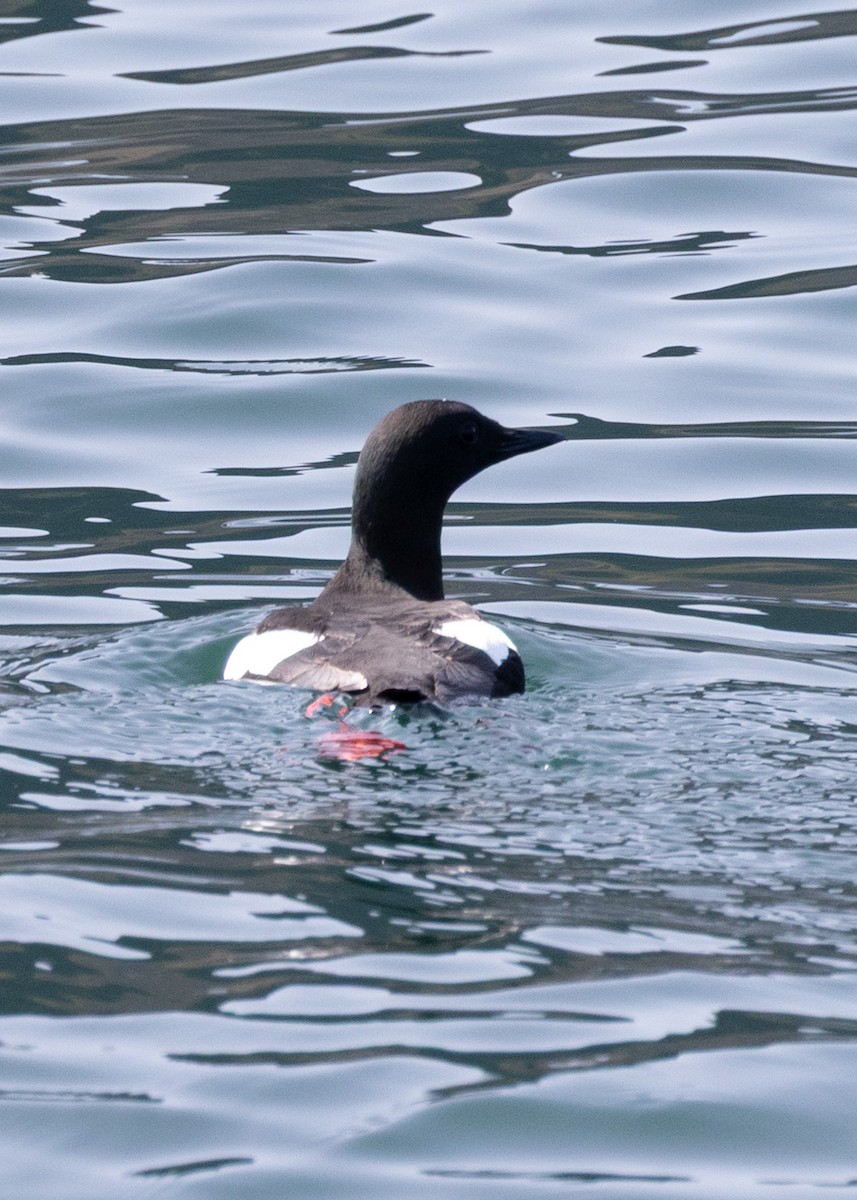 Black Guillemot - ML643759492
