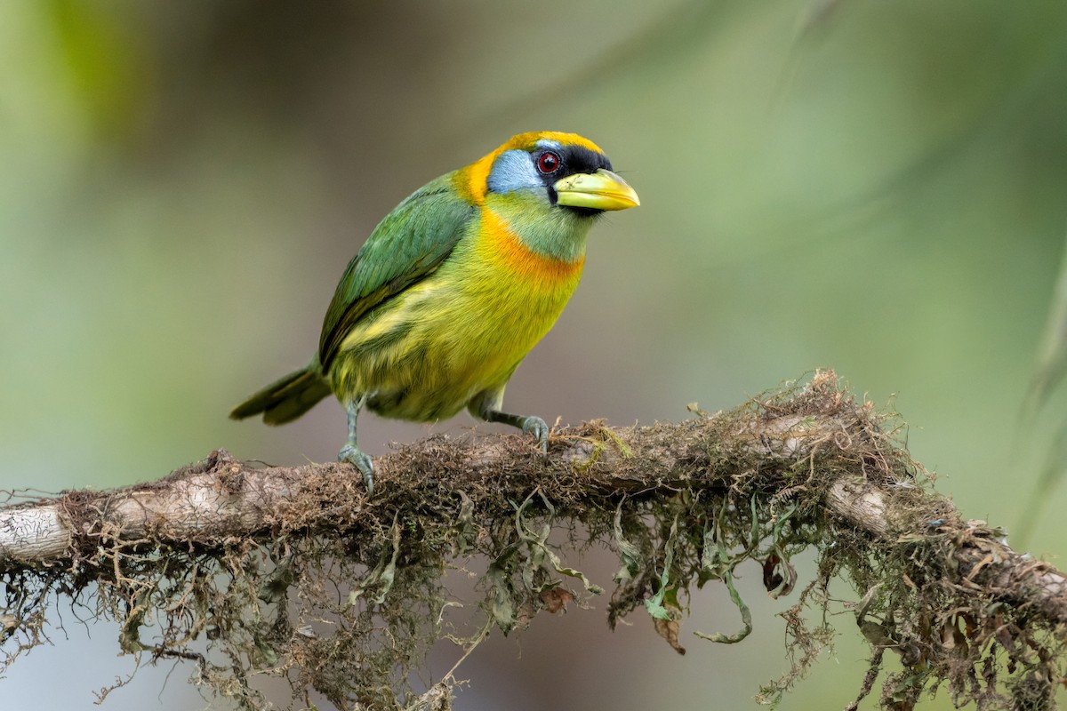 Red-headed Barbet - ML643759494