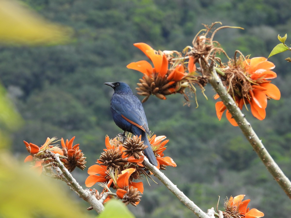 Red-winged Starling - ML643759522