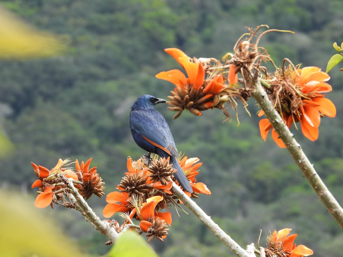 Red-winged Starling - ML643759523
