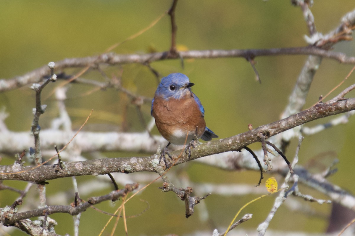 Eastern Bluebird - ML643759542